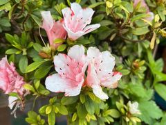 -中环花鸟鱼虫市场