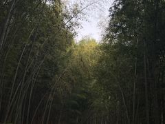 -西湖风景区十里琅珰-五云山