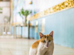 -ခြောက်ထပ်ကြီးရွှေသာလျောင်းဘုရားကြီး