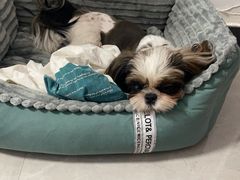 -BABYDOG宝贝狗宠物乐园(欧洲城店)