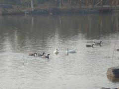 湖上水鸟-上海怡沁园度假酒店