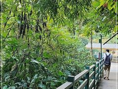 -西双版纳原始森林公园