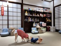 -逗柴咖啡屋·狗咖猫咖宠物桌游