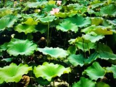 -白鹭湾湿地公园