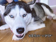 -Husky Go! 哈士奇体验馆·宠物咖啡厅狗咖