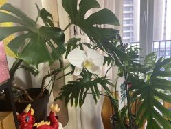 -盖氏丹辰·良咔瘦身·减脂塑形