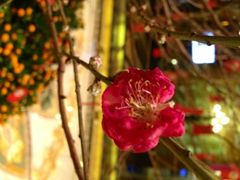 iphone_upload_pic-上海浦东星河湾酒店