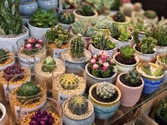 -双季花艺园艺市场(浦东店)