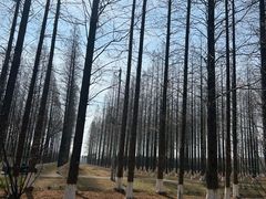 -黄海国家森林公园