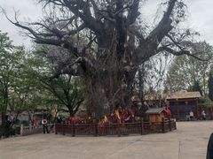 -大槐树寻根祭祖园