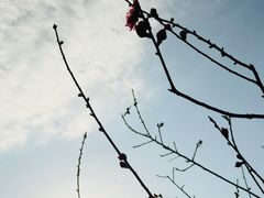 -丹樱生态园