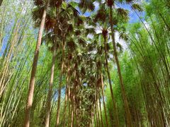 -中国科学院西双版纳热带植物园