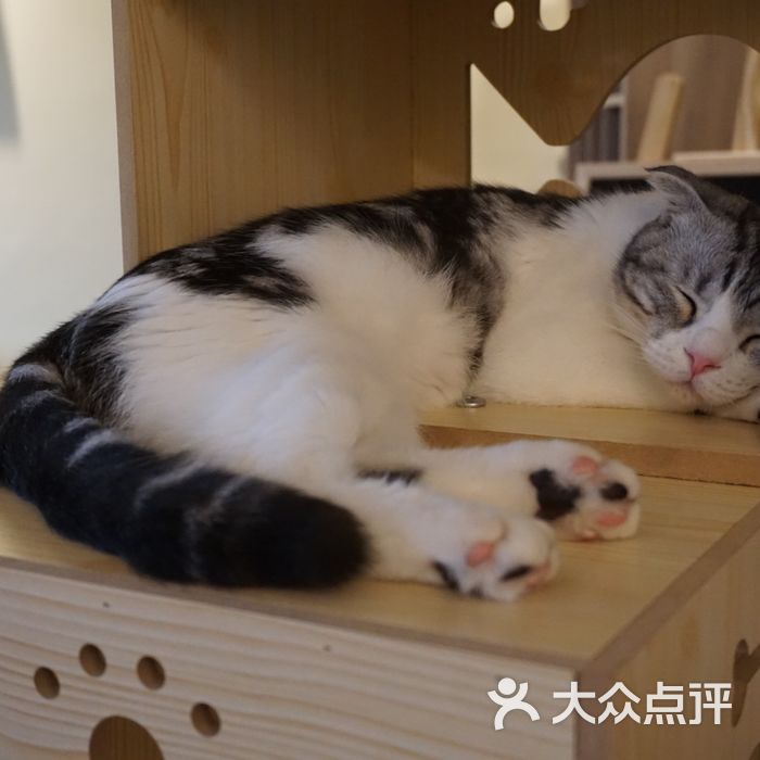 衔蝉猫咖
