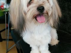 -喵宠乐园·撸猫互动·猫舍