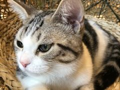 -飞行喵MR PILOT|猫舍·猫咖(静安大融城店)