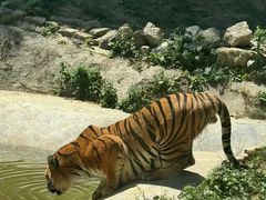 -栾川竹海野生动物园
