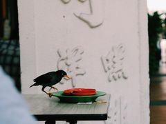 景观位-白蘭閣街蝦麵