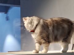 -Meowの猫咖(万家丽店)