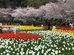-苏州上方山国家森林公园
