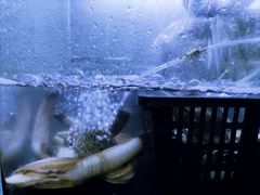 -王记新汕头肠粉炖汤