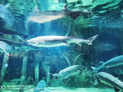 -华夏文旅海洋公园