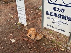 -奈良公园