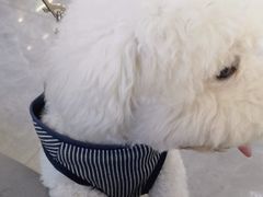 -pd派德宠物中心医院24H急重症·眼科中心·血液透析中心(嵩山北路店)