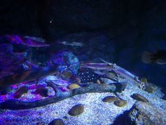 -暹罗海洋世界