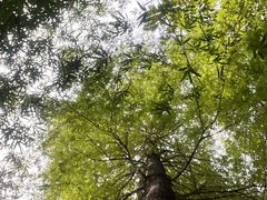 -深圳仙湖植物园