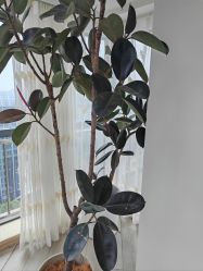 -HEYAN荷妍专业脱毛连锁机构