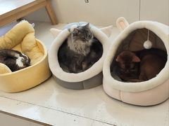 -Let's go狗咖·猫咖·奶狗·桌游(春熙路IFS店)