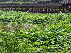 -龙头寺公园