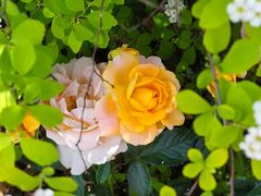 -东方体育中心(地铁站)