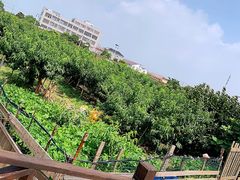 -南汇老顾农家乐采摘大团水蜜桃采摘店