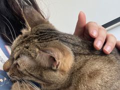 -猫在这儿猫咪咖啡馆·撸猫馆