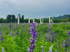 景点-北京东方普罗旺斯薰衣草庄园