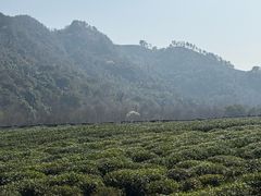 -中国茶叶博物馆(双峰馆区)