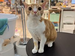 -momokira米努特·德文卷毛猫·棉花面纱犬