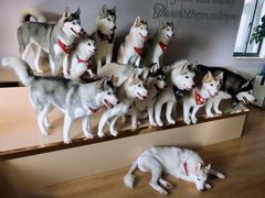 小苹果-Husky Go! 哈士奇体验馆·宠物咖啡厅狗咖