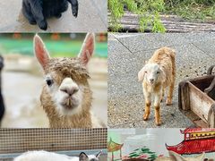 -西霞口神雕山野生动物世界