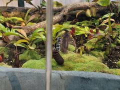 -北京植物园-展览温室