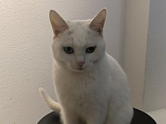 -琪喵猫屋·撸猫猫咖·猫舍