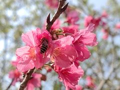 -深圳市中科院仙湖植物园