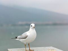 -海埂大坝