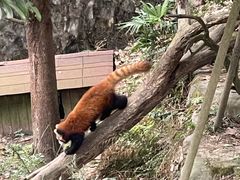 -都江堰中华大熊猫苑