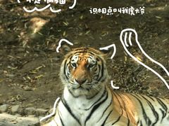 -五龙山野生动物王国