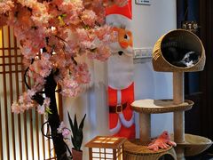-猫小主咖啡·猫咖cat cafe(福田店)