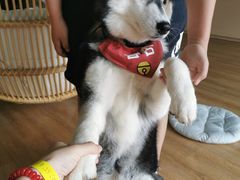 -Husky Go! 哈士奇体验馆·宠物咖啡厅狗咖