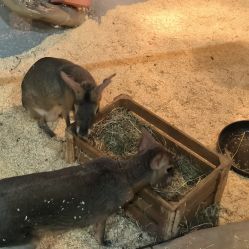 -Zoolung Zoolung动物主题公园(海信广场店)