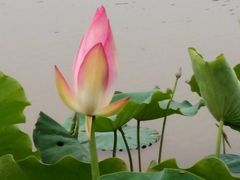 -飞来湖湿地公园